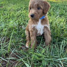 Blue collar - Red  male Goldendoodle puppy in Ruthorfordton, North Carolina from Duncan Doodles Goldendoodles