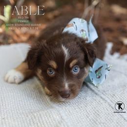 Fable - Red Tri Female - Red tri-color female Australian Shepherd puppy in Nacogdoches, Texas from TK Standard, Mini, & Toy Aussies