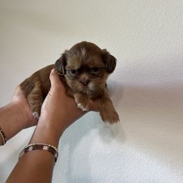Apollo - Cream and white male Shih Tzu puppy in Gulf Breeze, Florida from Garry's Shih Tzus
