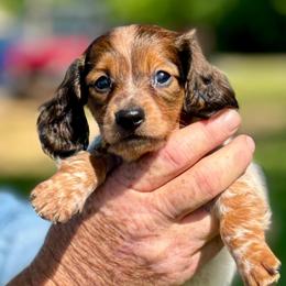 Cole - Piebald male Dachshund puppy in Aurora, Missouri from Baileys Precious Puppies