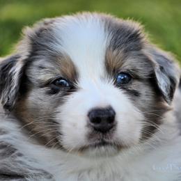 Australian Shepherd Puppies from Dovehawk Australian Shepherds