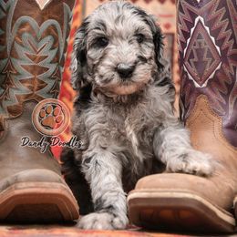 Girl 3 - female Goldendoodle puppy in Ocala, Florida from Dandy Doodles