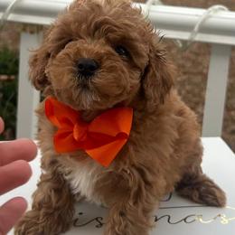 Elliot - Red  male Goldendoodle puppy in Mint Hill, North Carolina from DoodleForever