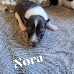Nora - Sable and white female Shetland Sheepdog puppy in Gladbrook, Iowa from T Triple C Shelties