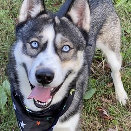 Loki - Siberian Husky