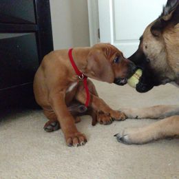 Rhodesian Ridgeback Puppies from Fawn Millette