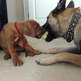 Rhodesian Ridgeback Puppies from Fawn Millette