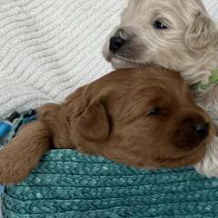 Labradoodle Puppies from Viewpoint Labradoodles