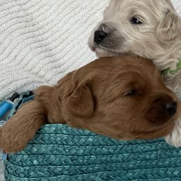 Labradoodle Puppies from Viewpoint Labradoodles
