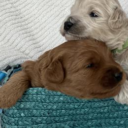Labradoodle Puppies from Viewpoint Labradoodles