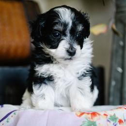 Marie Laveau - Parti female Schnoodle puppy in Grove, Oklahoma from Grand Lake Poodles & Doodles