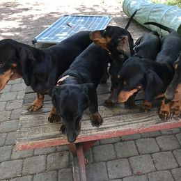 Dachshunds from Goodwood Standard European Hunting Dachshunds