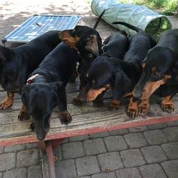 Dachshunds from Goodwood Standard European Hunting Dachshunds