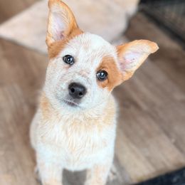 Australian Cattle Dog Puppies from RedHorizon AKC Australian Cattle Dogs (Heelers)