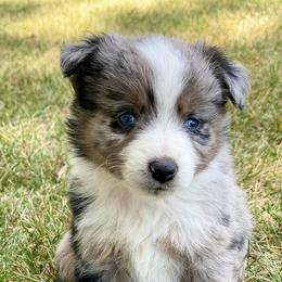Toy Australian Shepherd Puppies from Kickapoo Creek Aussies