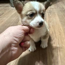 Elsa's sable girl 2 - Sable female Pembroke Welsh Corgi puppy in Clinton, Tennessee from High Hopes Farm
