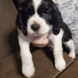 English Springer Spaniel Puppies from Spring of Joy Kennel