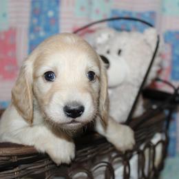 Girl 3 - Cream female Dachshund puppy in Craig, Colorado from Rocky Mountain Shih Tzus and Dry Creek Miniature Dachshunds