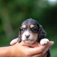AKC Theo PRA  clear - Dapple male Dachshund puppy in Knox City, Missouri from Brittney's Dachshunds