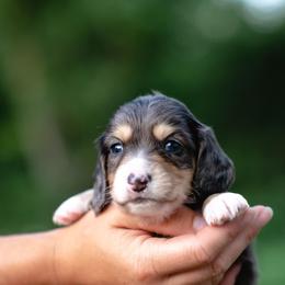AKC Theo PRA  clear - Dapple male Dachshund puppy in Knox City, Missouri from Brittney's Dachshunds