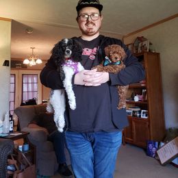 Poodle All Grown Up from M & M Poodles