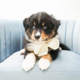 Oliver - Black tri male Miniature American Shepherd puppy in Elmwood Park, Illinois from HuskiesAndGoldensWithFinesse