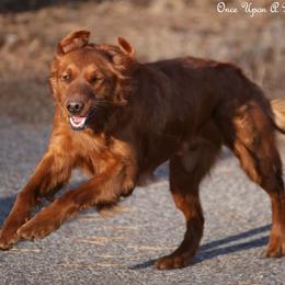 Eve - Golden Retriever