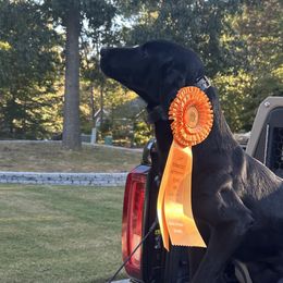 Labrador Retrievers from Southern River Retrievers