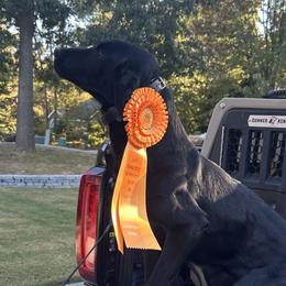 Labrador Retrievers from Southern River Retrievers