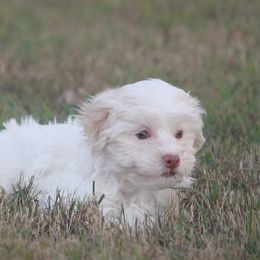 Sofia - Cream female Havanese puppy in Bowling Green, Kentucky from Denise Clark