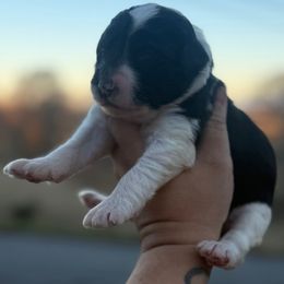 Prancer - Black and white female Sheepadoodle puppy in Greeneville, Tennessee from Smokey Mountain Sheepadoodles