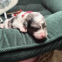 Penelope - Blue merle female Bernedoodle puppy in Cocoa, Florida from The Beach Doodles