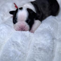 Boston Terrier Puppies from Frenchie & Terrier Paws