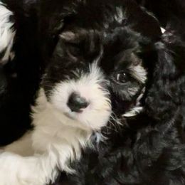 Cavalier King Charles Spaniels from Callaway's Cavaliers