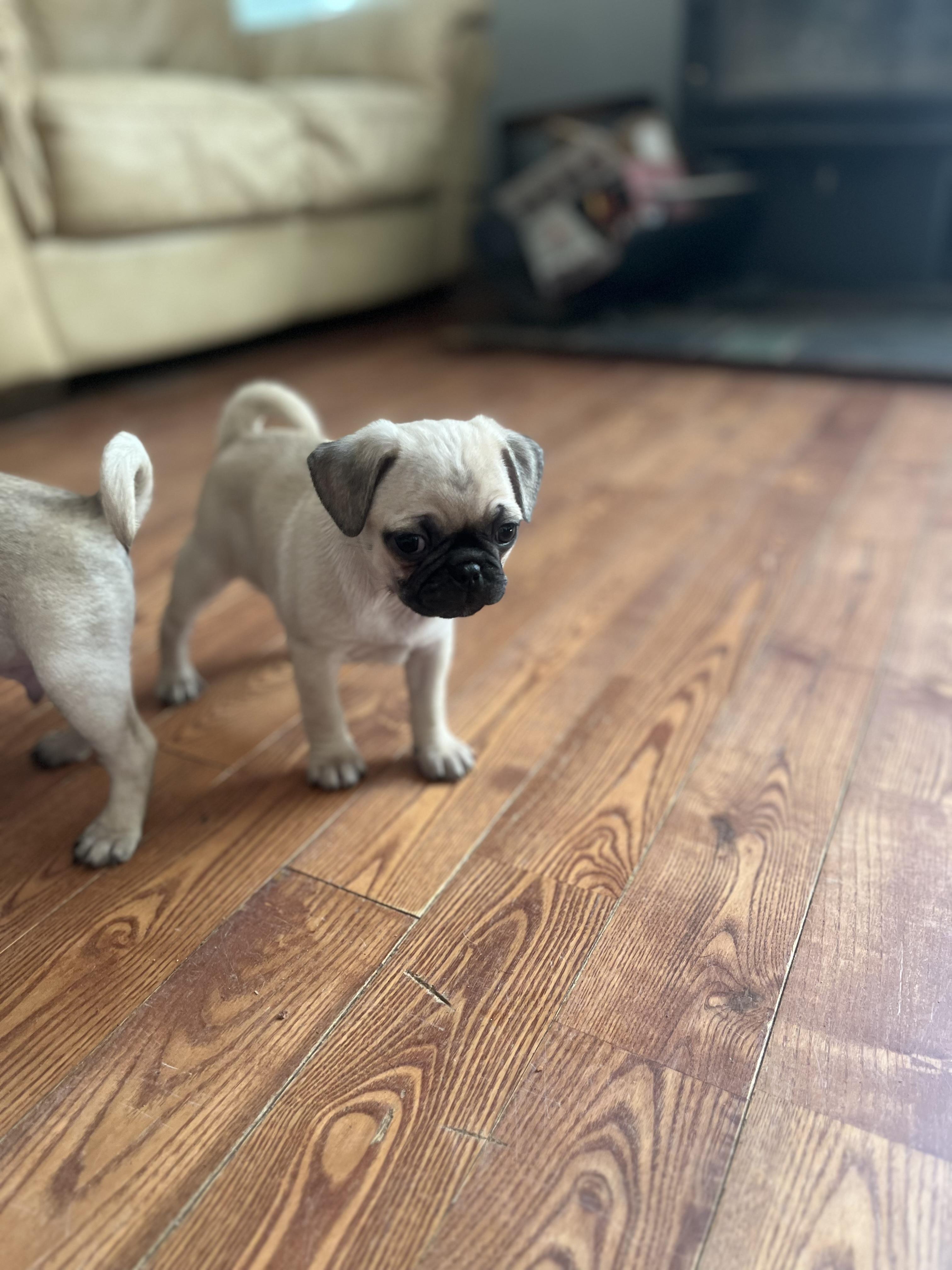 Pam’s Perfect Pugs in Washington Pug puppies Good Dog