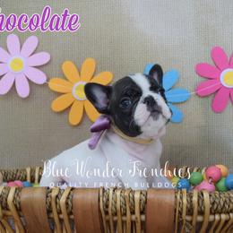 Chocolate - White and brindle female French Bulldog puppy in Loxahatchee, Florida from Blue Wonder Frenchies