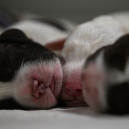 Lagotto Romagnolo Puppies from Northwest Lagotto