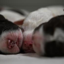 Lagotto Romagnolo Puppies from Northwest Lagotto