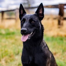 Raven - Belgian Malinois