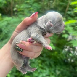 Lilac Boy - Gray male Pekingese puppy in Maggie Valley, North Carolina from Wild Flower Pekingese
