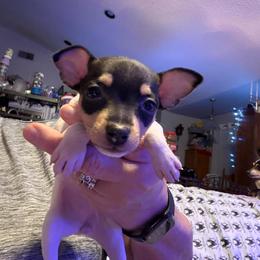 Pup G - White black and tan female Toy Fox Terrier puppy in Clermont, Florida from Debbie Hiles's Toy Fox Terriers