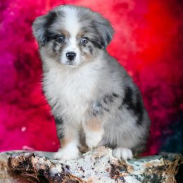 Australian Shepherd and Miniature Australian Shepherd Puppies from Texas Bluebonnet Herders
