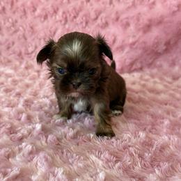 Girl 1 - Liver female Shih Tzu puppy in Shawnee, Oklahoma from Black Velvet Shih Tzu