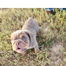 Bulldogs from Luka Brasi Bullies LLC