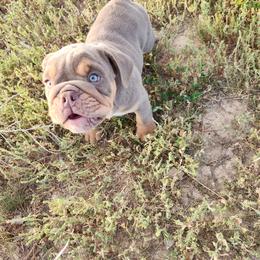Bulldogs from Luka Brasi Bullies LLC