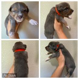 Orange - Dilute red male Australian Shepherd puppy in Iola, Texas from MK Aussies