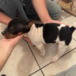 Princess - White black and tan female Rat Terrier puppy in Spur, Texas from Adams Puppies