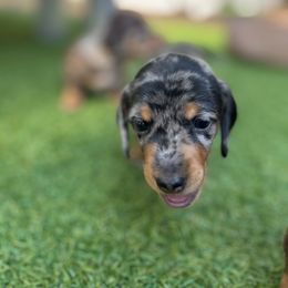Dachshund Puppies from Weenie Bros