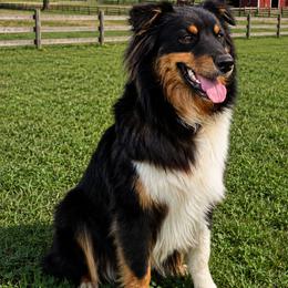 Luna - Black tri-color female Australian Shepherd puppy in Silsbee, Texas from Work 'n' Ranch Aussies LLC