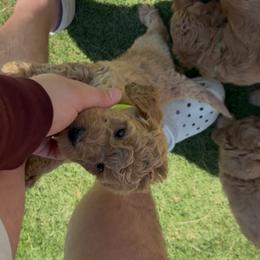 Helaena - Apricot female Goldendoodle puppy in Richmond, Texas from Harper’s Heartbeats